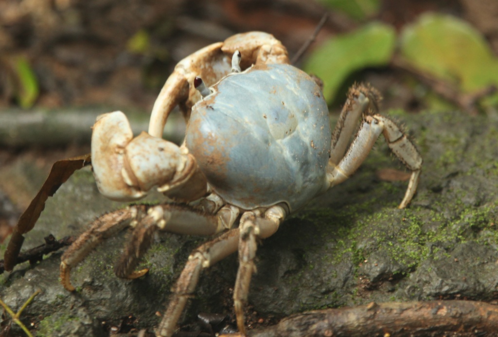 blue crab Christmas Island by lbmcshutter