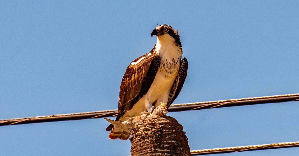 Osprey With It's Lunch! by rickster549