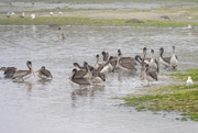 24th Sep 2021 - Pelicans on a foggy morning