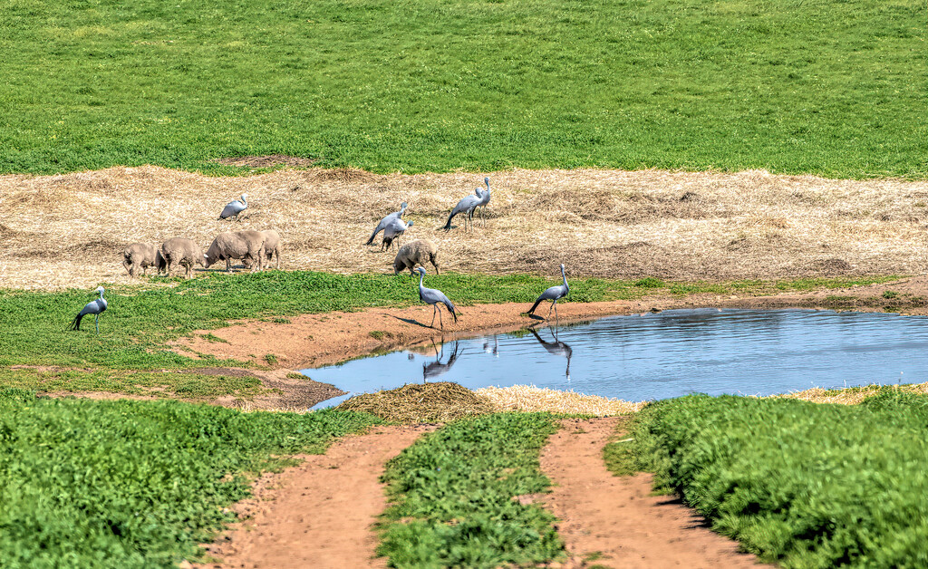 Sheep and Blue Cranes by ludwigsdiana