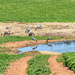 Sheep and Blue Cranes by ludwigsdiana