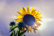 24th Sep 2021 - Sunflower