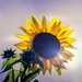 Sunflower by cdcook48