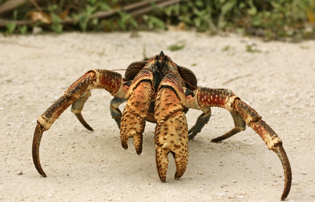 Christmas Island Robber Crab by lbmcshutter