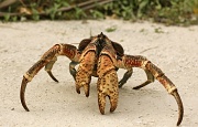 17th Jan 2011 - Christmas Island Robber Crab
