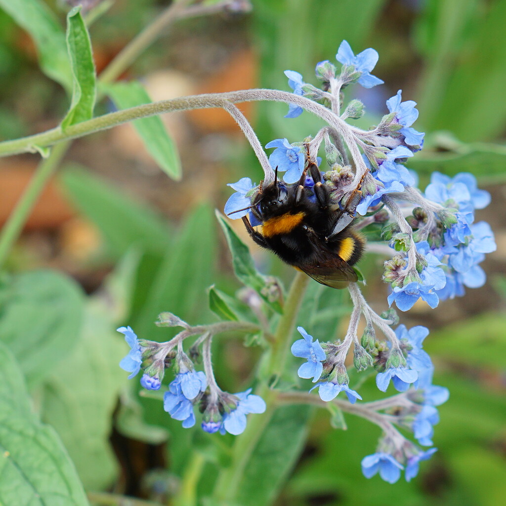 bee on blue by quietpurplehaze
