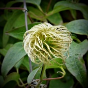 26th Sep 2021 - Clematis seed-head 