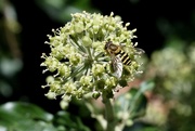 25th Sep 2021 - IVY FLOWER AND HOVER-FLY