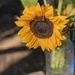 Sunflower in Sun by clay88