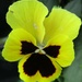 Pansy flower. by grace55