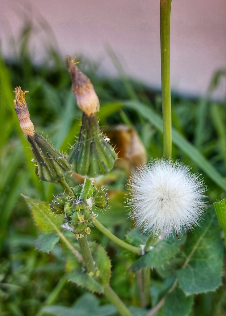 Fluffy bits in the garden  by salza