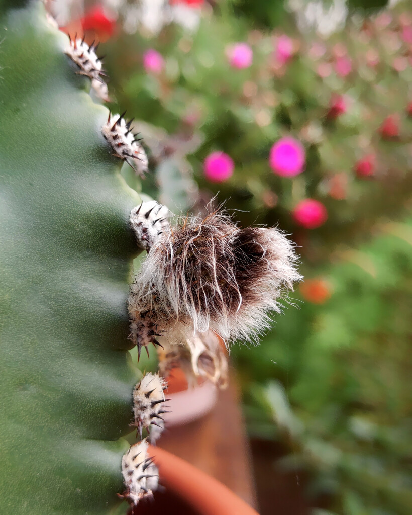 cactus by nmamaly