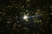 25th Sep 2021 - Sun through leaves