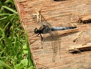 10th Aug 2021 -  Broad Bodied Chaser (Male)