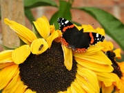 12th Sep 2021 -  Red Admiral and Photobomber on Sunflower