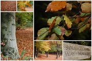 31st Oct 2009 - Autumn Leaves