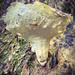 Meet me at The Slug and Fungus  by tinley23