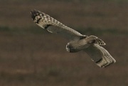 17th Sep 2021 - Short eared owl