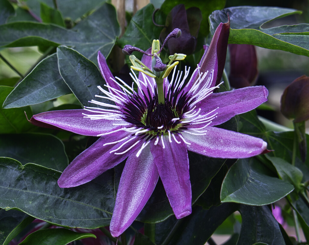  Passion Flower. by tonygig