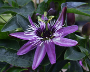 25th Sep 2021 -  Passion Flower.