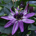  Passion Flower. by tonygig
