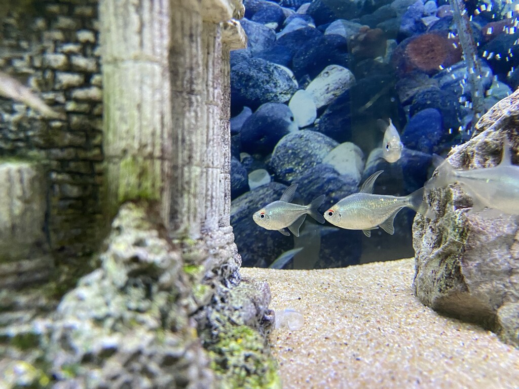 Aquarium  by robboconnor