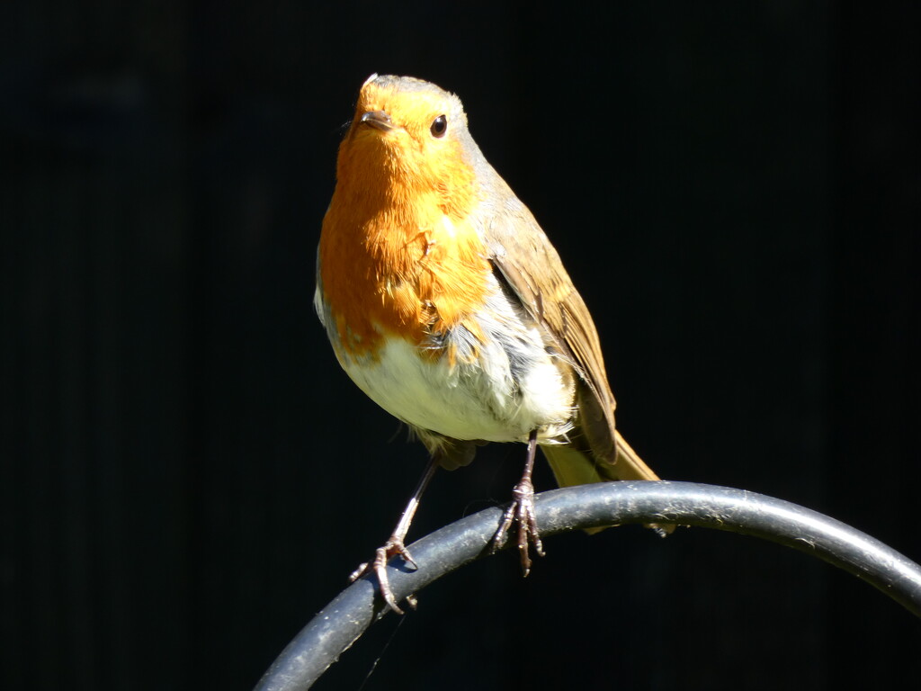 Robins back  by robboconnor