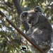 meet Killara by koalagardens