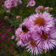 25th Sep 2021 - Honeybee enjoying my Michaelmas daisies