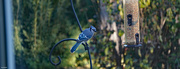 25th Sep 2021 - Blue Jay breakfast time