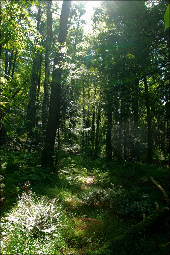 September Sunshine in a Pennsylvania Forest by olivetreeann