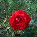September Rose by spanishliz