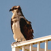 Osprey on the Railing! by rickster549