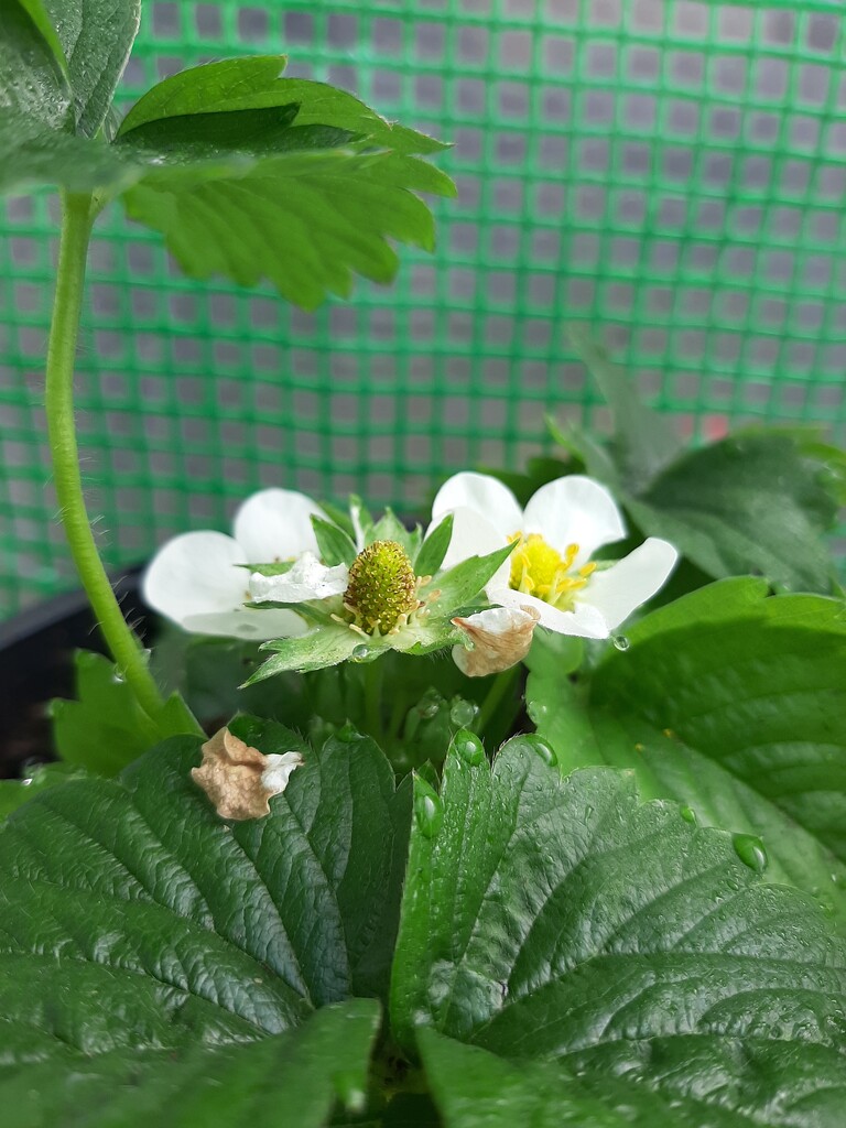 My First Strawberry! by mozette