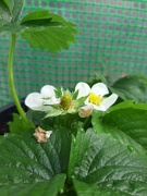 26th Sep 2021 - My First Strawberry!