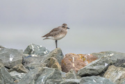 25th Sep 2021 - Black-bellied Plover 
