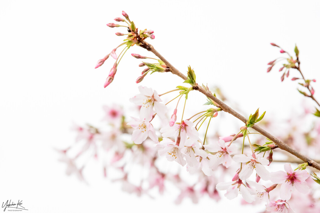 Cherry blossom by yorkshirekiwi