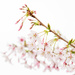 Cherry blossom by yorkshirekiwi