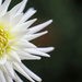 Last of the White Dahlias by phil_sandford