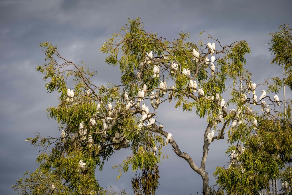 What do you call a tree full of Corellas? by pusspup