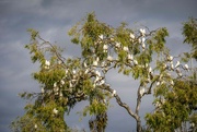 25th Sep 2021 - What do you call a tree full of Corellas?