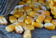 24th Sep 2021 - Corn kernels