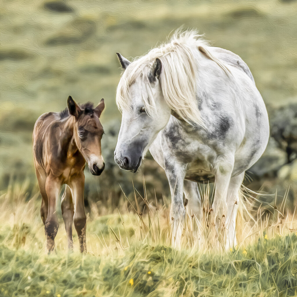 Bodmin Pony and Foal  by shepherdmanswife