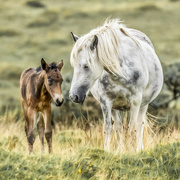 26th Sep 2021 - Bodmin Pony and Foal 
