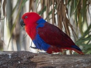 23rd Sep 2021 - Female Eclectus parrot