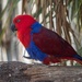 Female Eclectus parrot by gosia