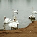 Autumn.. Swans by 365projectorgjoworboys