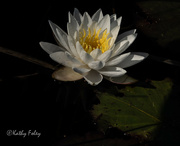 26th Sep 2021 - Waterlily 