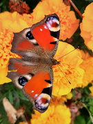 26th Sep 2021 - Butterfly