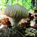 Just Another Common Puffball by juliedduncan